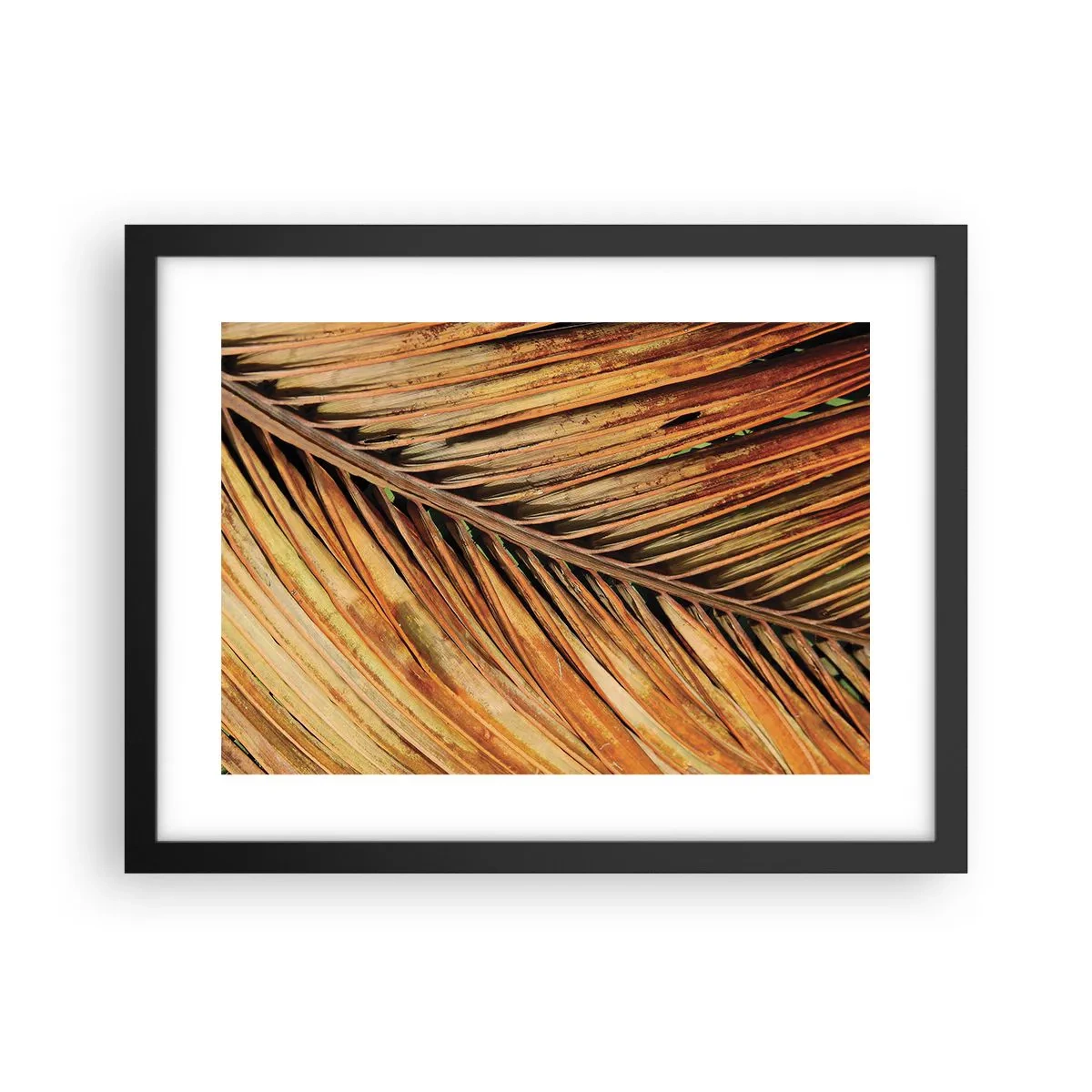 Poster in einem schwarzem Rahmen - Kokosnuss-Gold - 40x30 cm