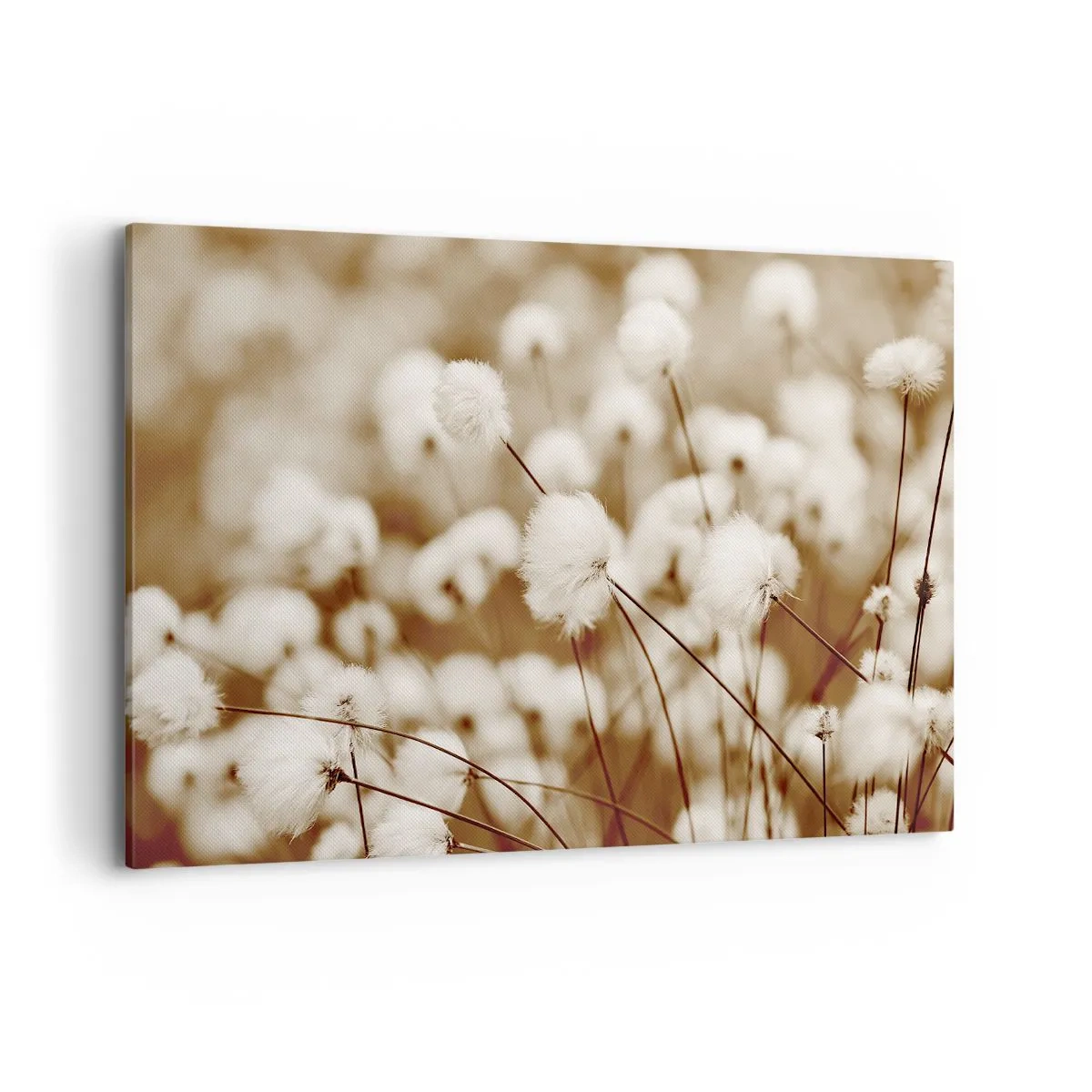 Bild auf Leinwand - Leinwandbild - Ein Feld mit zarten Pflanzen in Sepiatönen - 120x80cm - Flauschiges Kornfeld - Moderne Wanddekoration für Wohnzimmer und Schlafzimmer ARTTOR