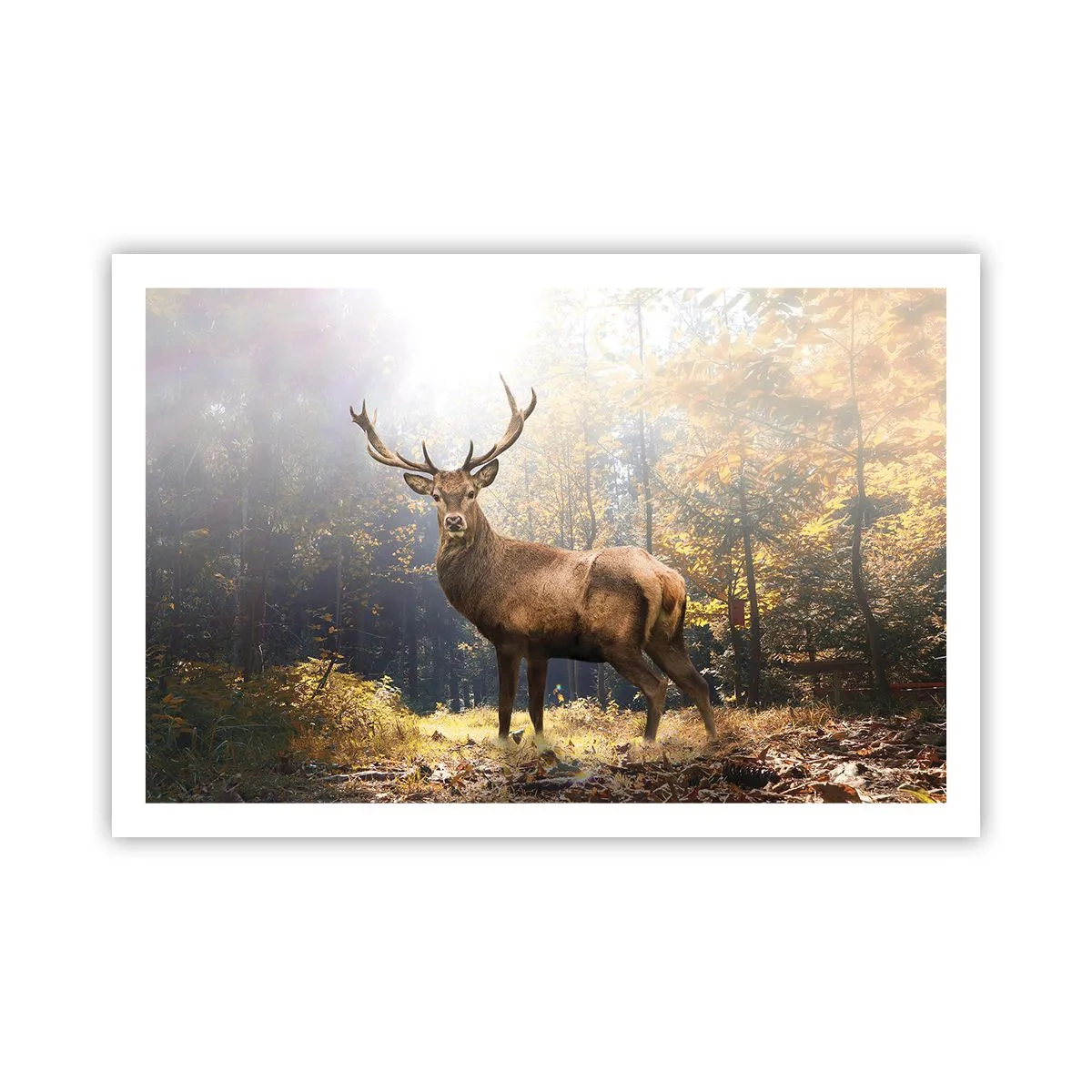 Poster - In voller Majestät - 91x61 cm