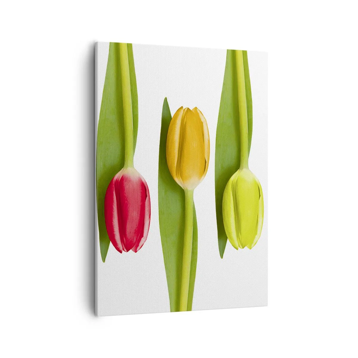 Bild auf Leinwand - Leinwandbild - Bunte Tulpen in einer Reihe auf weißem Hintergrund angeordnet - 50x70cm - Regenbogenkomposition - Moderne Wanddekoration für Wohnzimmer und Schlafzimmer ARTTOR