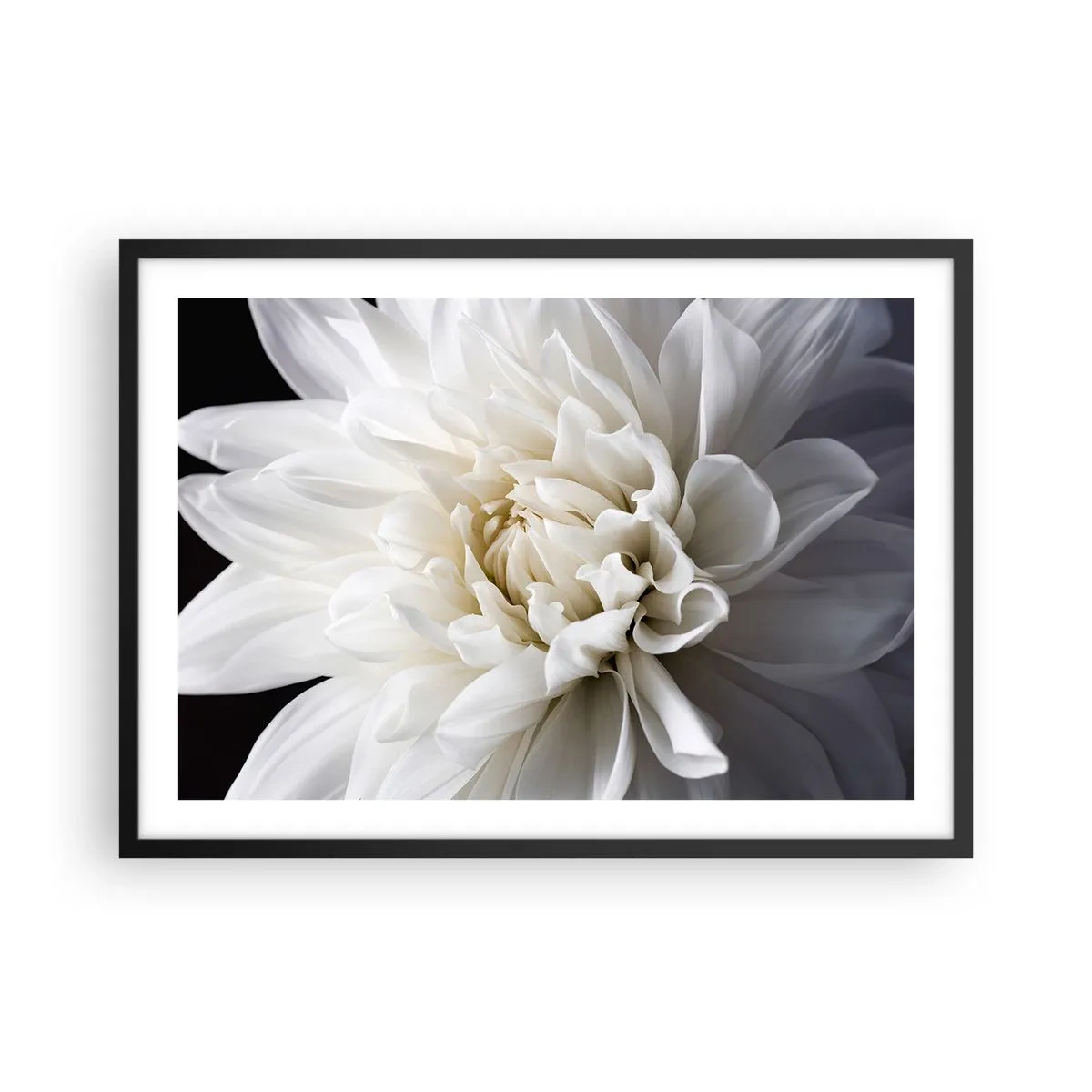 Poster in einem schwarzem Rahmen - Eine zarte weiße Blume auf schwarzem Hintergrund in einer eleganten Komposition - 70x50cm - Der Morgen der Braut - Moderne Wanddekoration für Wohnzimmer und Schlafzimmer ARTTOR