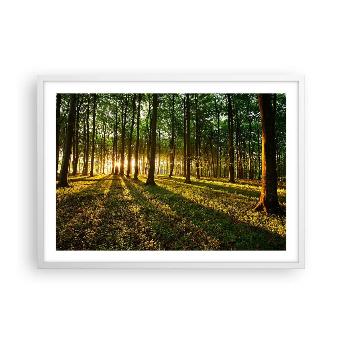 Poster in einem weißen Rahmen - Alle Frühlingsfotografie - 70x50 cm