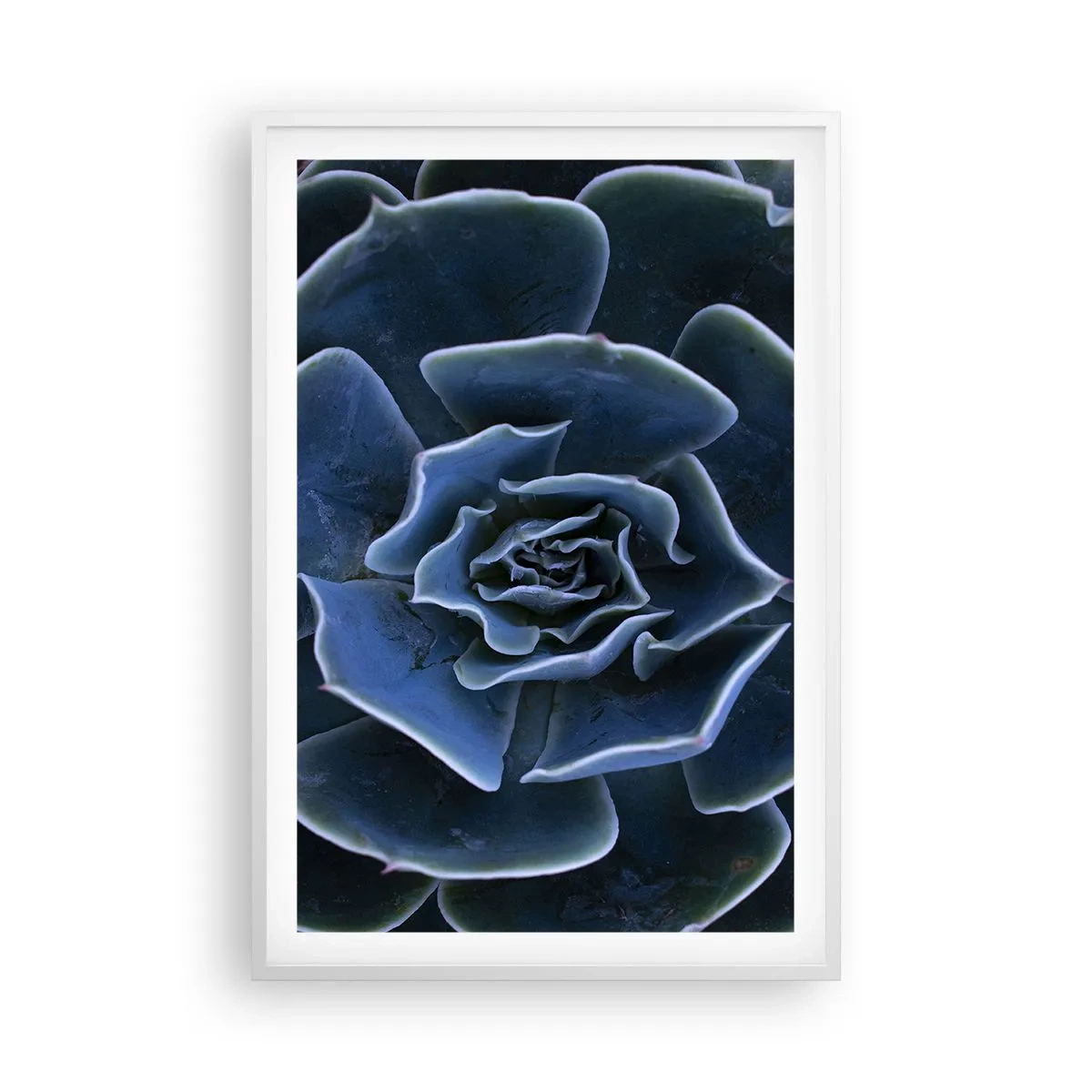 Poster in einem weißen Rahmen - Wüstenblume - 61x91 cm