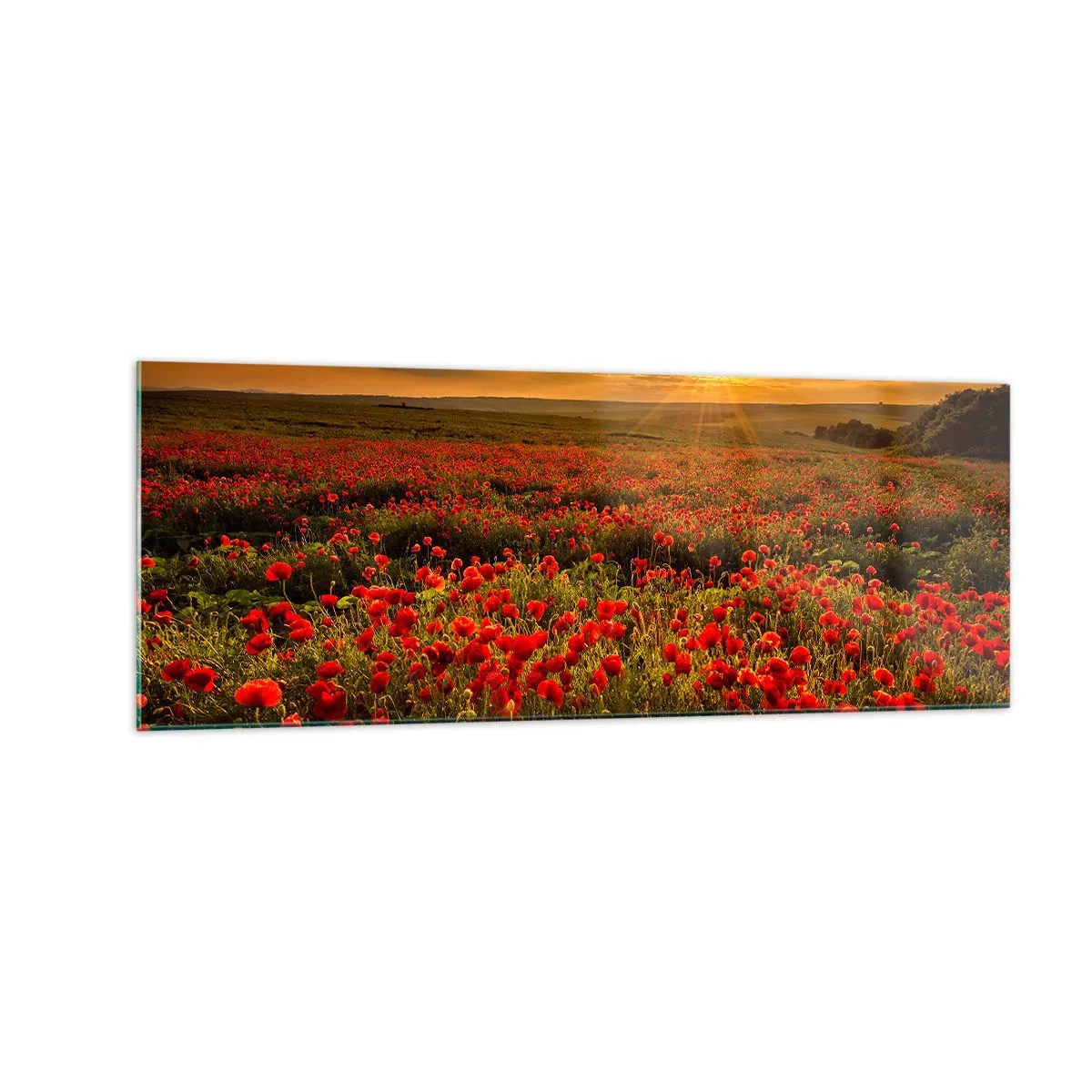 Glasbild - Bild auf glas - Ein Feld mit roten Mohnblumen im Schein der untergehenden Sonne - 140x50cm - Unter den Wellen raschelnder Wiesen, unter den Blumen der Flut - Moderne Wanddekoration für Wohnzimmer und Schlafzimmer ARTTOR