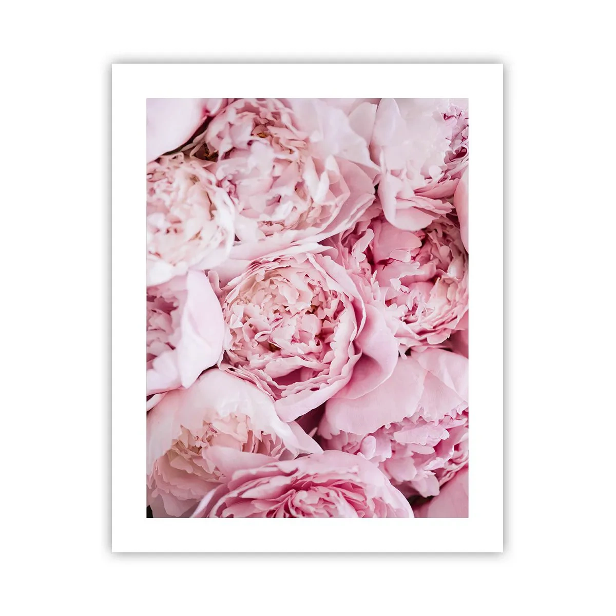Poster - Anschmiegsam und duftend - 40x50 cm