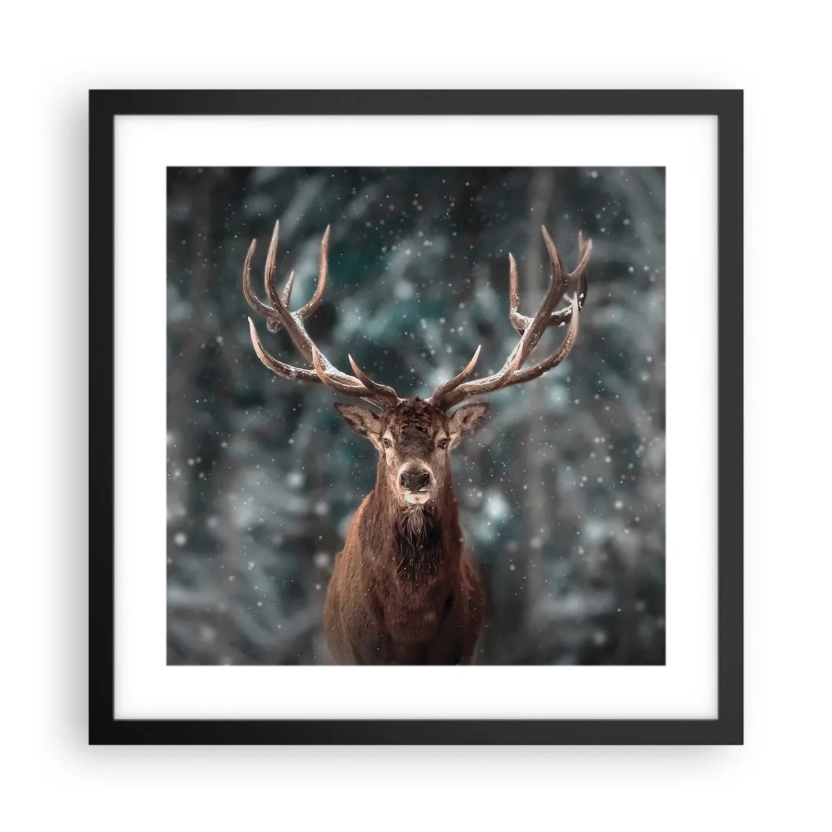 Poster in einem schwarzem Rahmen - Gekrönter König des Waldes - 40x40 cm