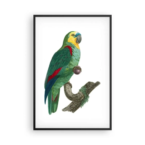 Poster in einem schwarzem Rahmen - Papageienporträt - 61x91 cm