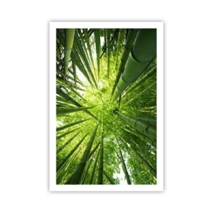 Poster - In einem Bambushain - 61x91 cm