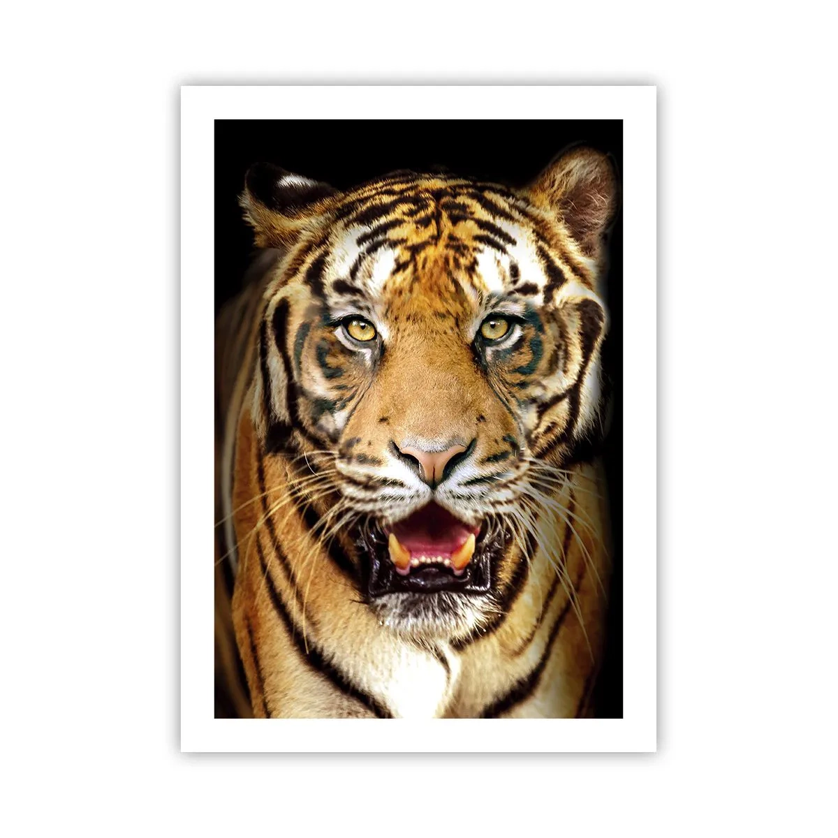 Poster - Porträt eines Tigers auf schwarzem Hintergrund - 50x70cm - Wild im Herzen - Moderne Wanddekoration für Wohnzimmer und Schlafzimmer ARTTOR