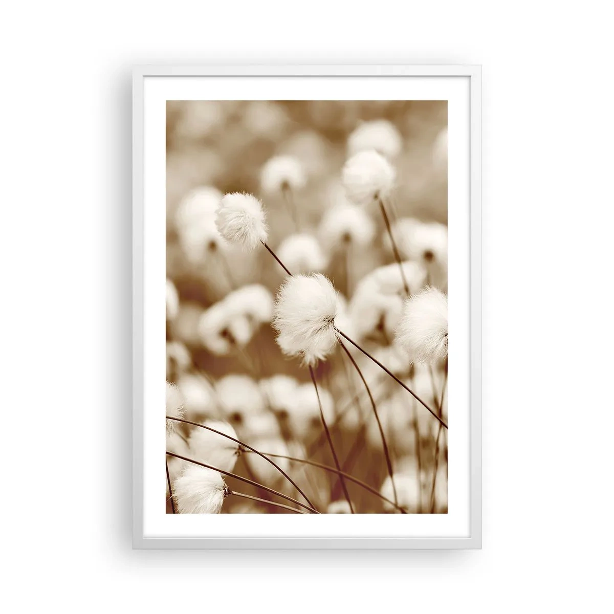 Poster in einem weißen Rahmen - Flauschiges Kornfeld - 50x70 cm