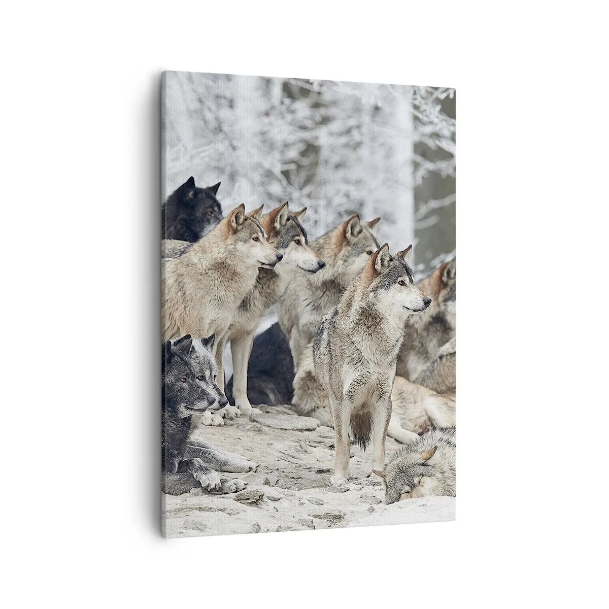 Bild auf Leinwand - Leinwandbild - Ein Wolfsrudel im Winterwald - 50x70cm - Familie und Freunde - Moderne Wanddekoration für Wohnzimmer und Schlafzimmer ARTTOR
