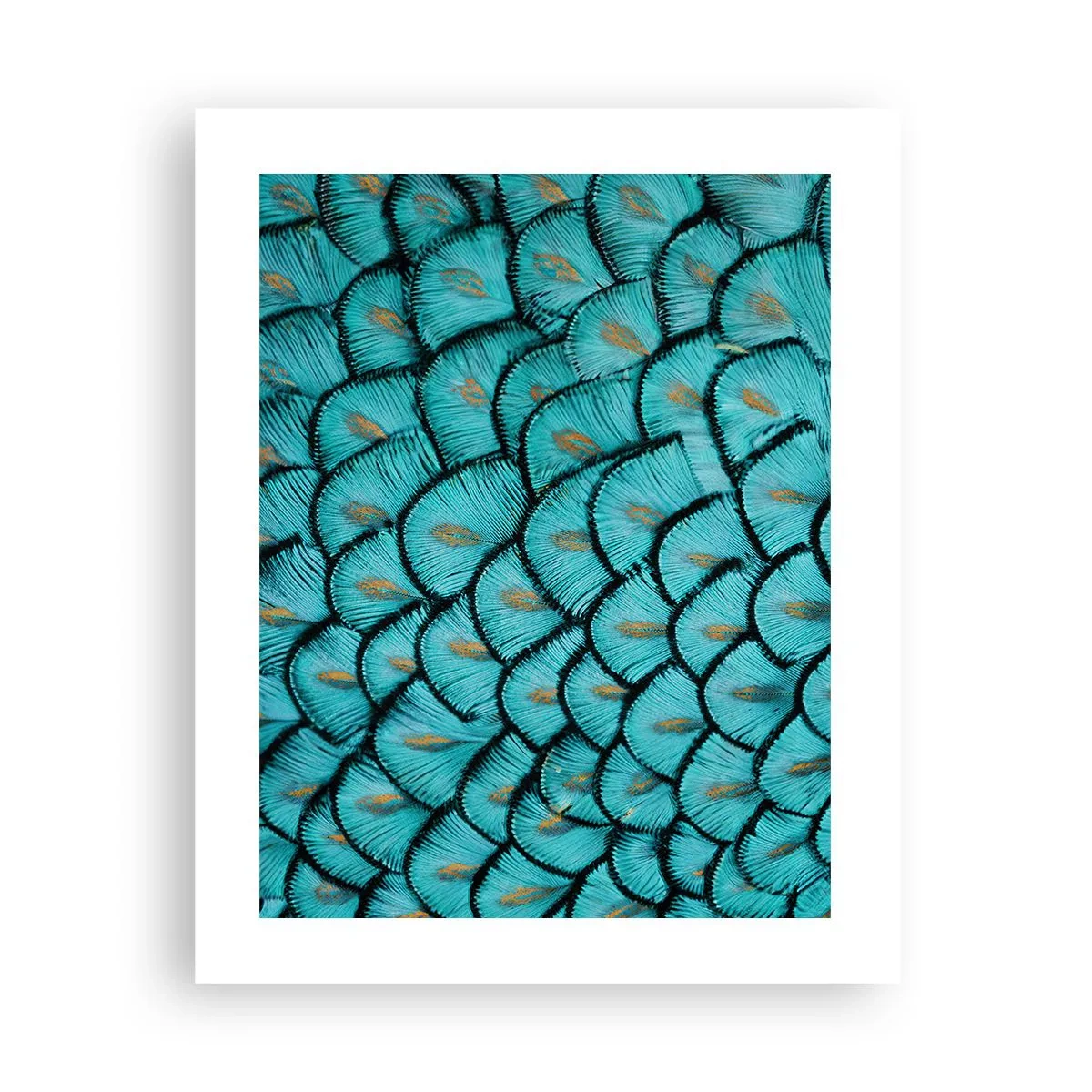 Poster - Große Federgala - 40x50 cm