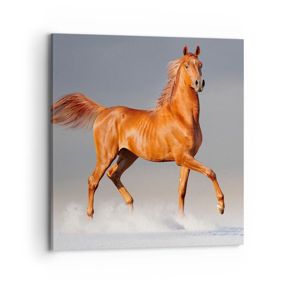 Bild auf Leinwand - Leinwandbild - Tanzende Anmut - 70x70 cm