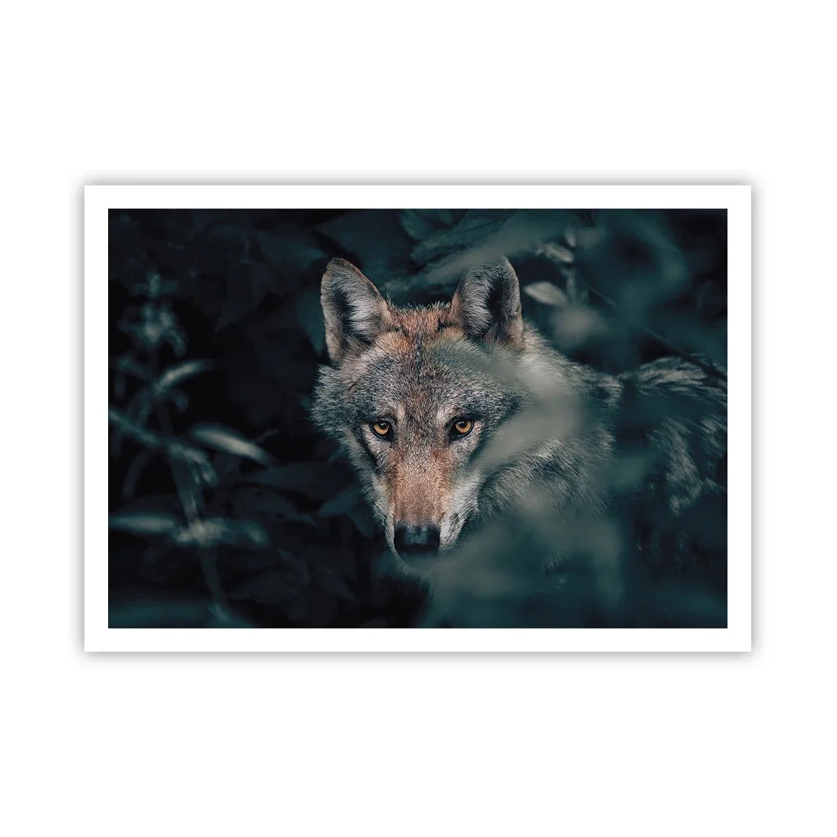 Poster - Ein Wolf in seiner natürlichen Umgebung, der aus den Tiefen des Waldes hervorschaut. - 100x70cm - Jäger - Moderne Wanddekoration für Wohnzimmer und Schlafzimmer ARTTOR