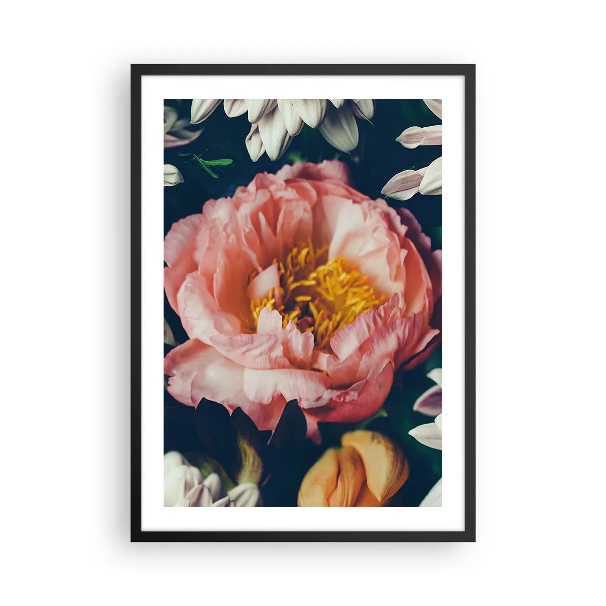 Poster in einem schwarzem Rahmen - Eine rosa Blume mit einer gelben Mitte, umgeben von anderen Blumen - 50x70cm - Mit barocker Pracht - Moderne Wanddekoration für Wohnzimmer und Schlafzimmer ARTTOR