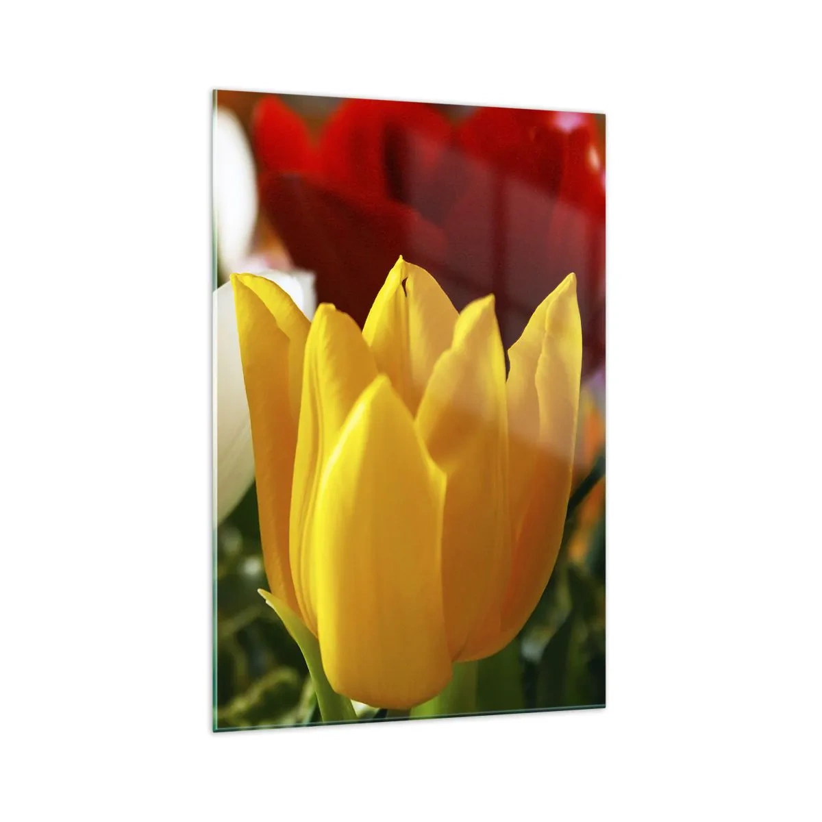 Glasbild - Bild auf glas - Nahaufnahme von bunten Tulpen vor einem Frühlingshintergrund - 70x100cm - Tulpenfieber - Moderne Wanddekoration für Wohnzimmer und Schlafzimmer ARTTOR