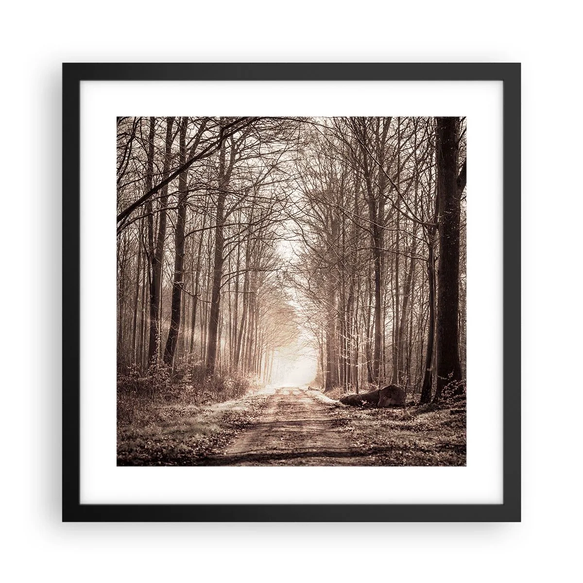 Poster in einem schwarzem Rahmen - Waldkathedrale - 40x40 cm