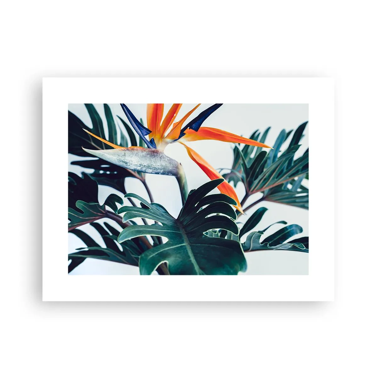 Poster - Vogelbusch - 40x30 cm
