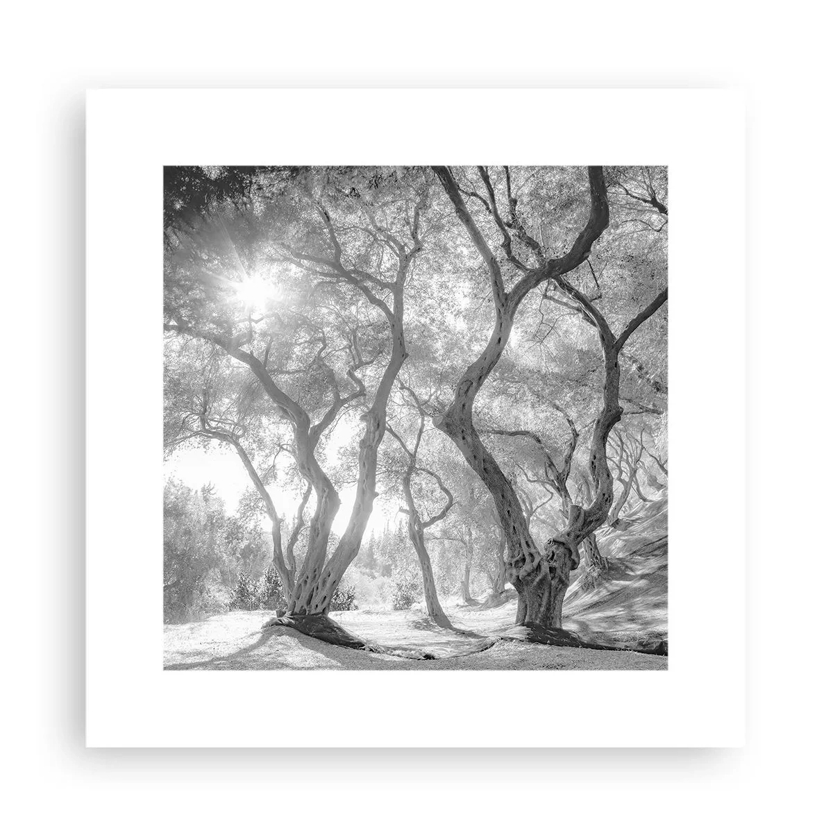 Poster - Im Olivenhain - 30x30 cm
