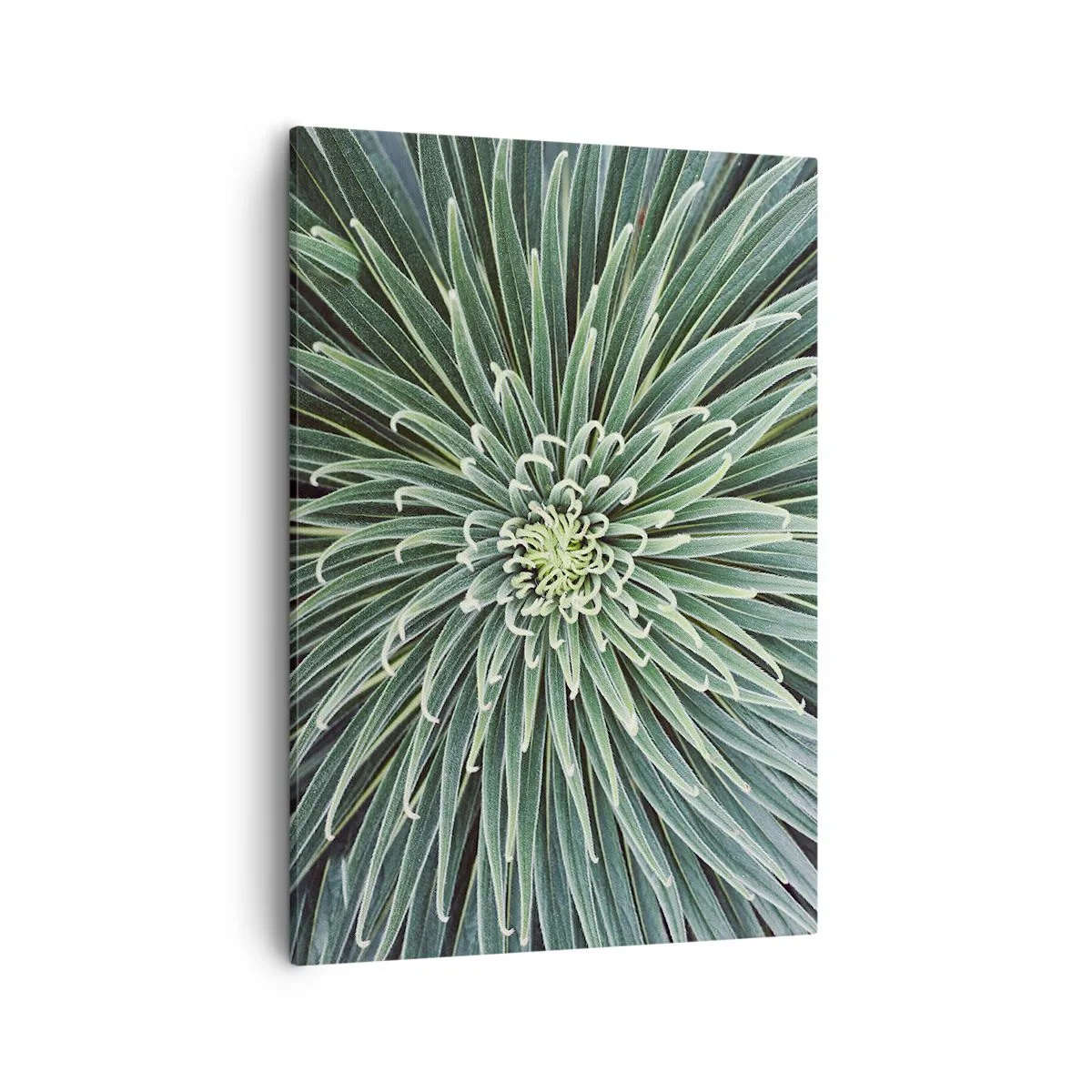 Bild auf Leinwand - Leinwandbild - Symmetrische Anordnung grüner Blätter, die einem Stern ähneln - 50x70cm - Ein Star ist geboren - Moderne Wanddekoration für Wohnzimmer und Schlafzimmer ARTTOR