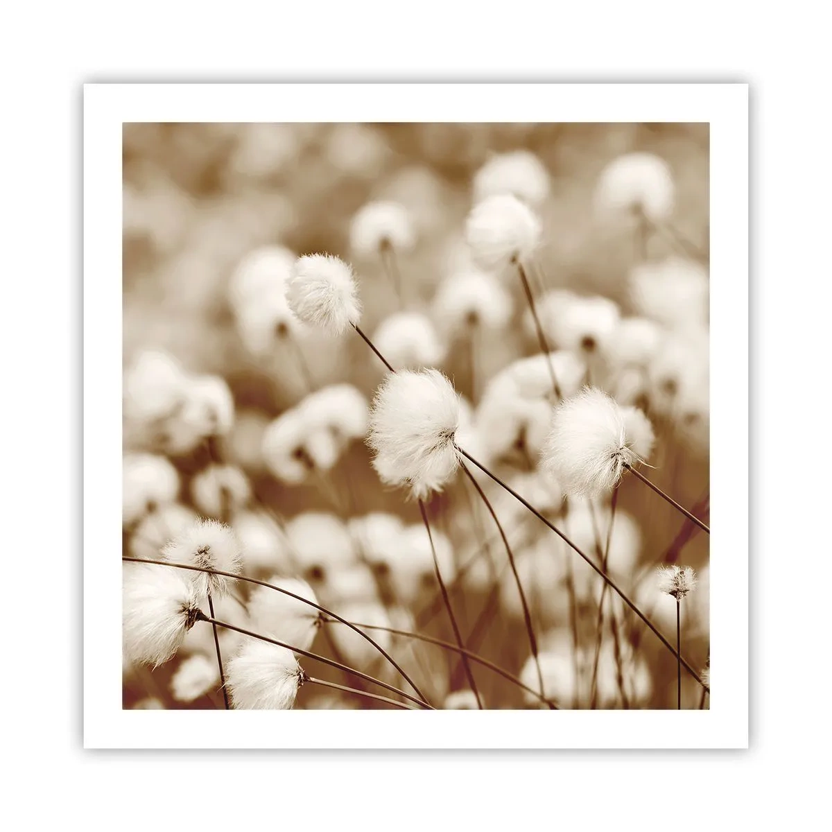 Poster - Flauschiges Kornfeld - 60x60 cm