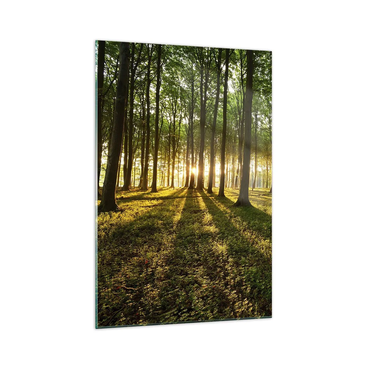 Glasbild - Bild auf glas - Die untergehende Sonne im Laubwald - 70x100cm - Alle Frühlingsfotografie - Moderne Wanddekoration für Wohnzimmer und Schlafzimmer ARTTOR