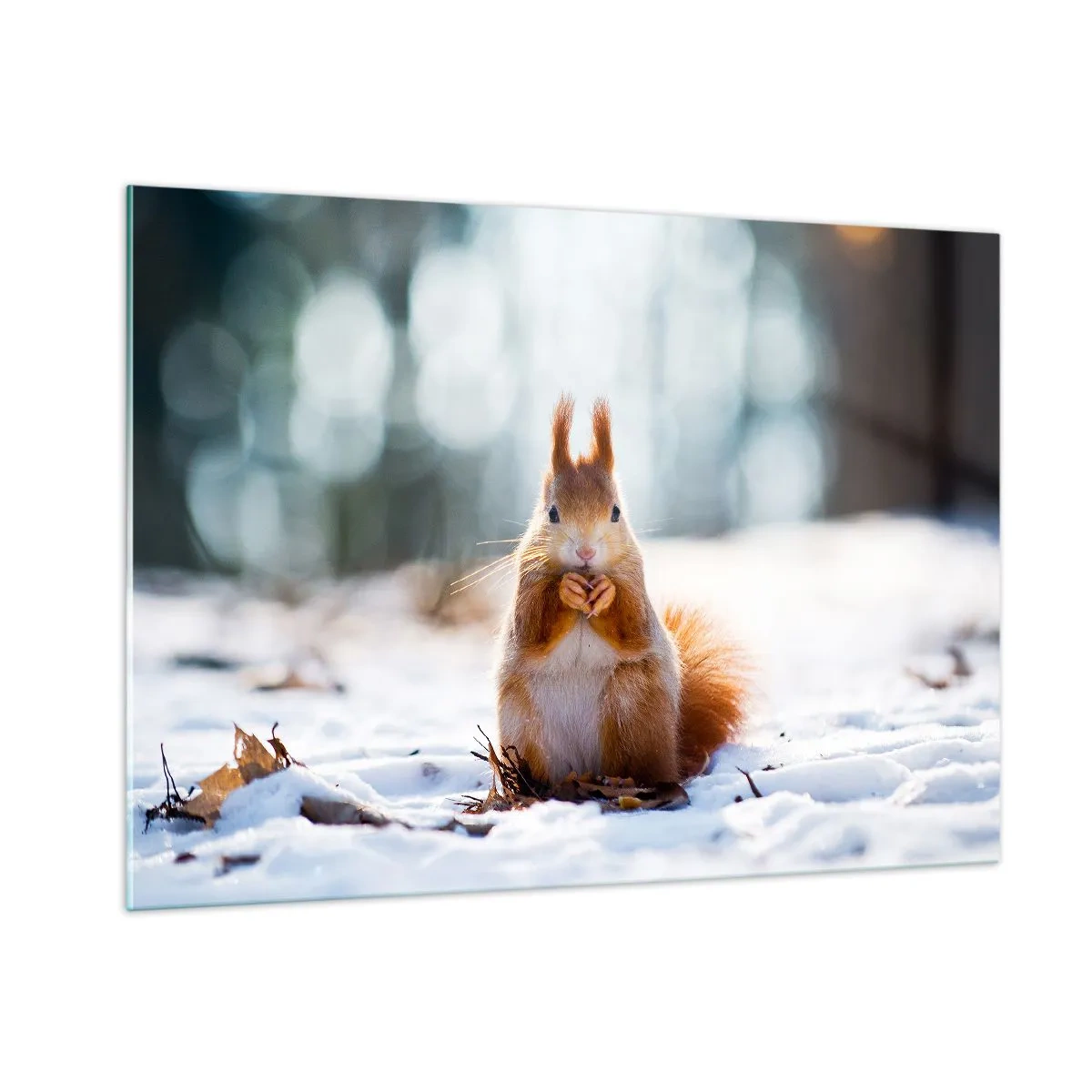 Glasbild - Bild auf glas - Eichhörnchen im Schnee mit einer Nuss im Winterwald - 100x70cm - Wo schaust du hin? - Moderne Wanddekoration für Wohnzimmer und Schlafzimmer ARTTOR