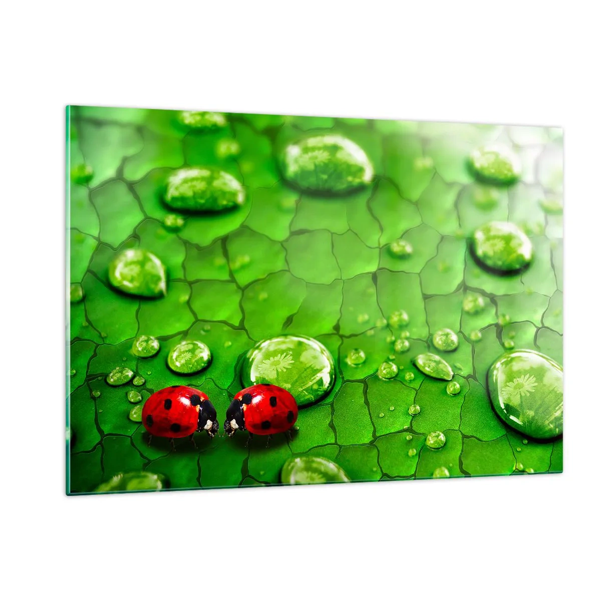 Glasbild - Bild auf glas - Zwei Marienkäfer auf einem grünen Blatt mit Wassertropfen - 120x80cm - Treffen im Grünen - Moderne Wanddekoration für Wohnzimmer und Schlafzimmer ARTTOR