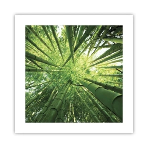 Poster - In einem Bambushain - 40x40 cm