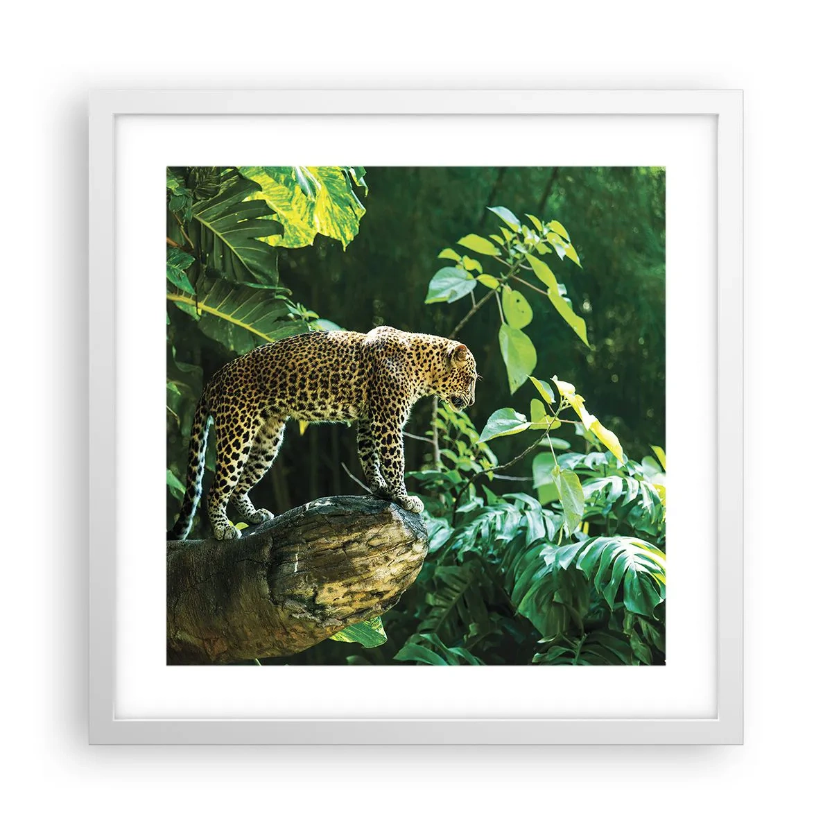 Poster in einem weißen Rahmen - Auf die Jagd? - 40x40 cm