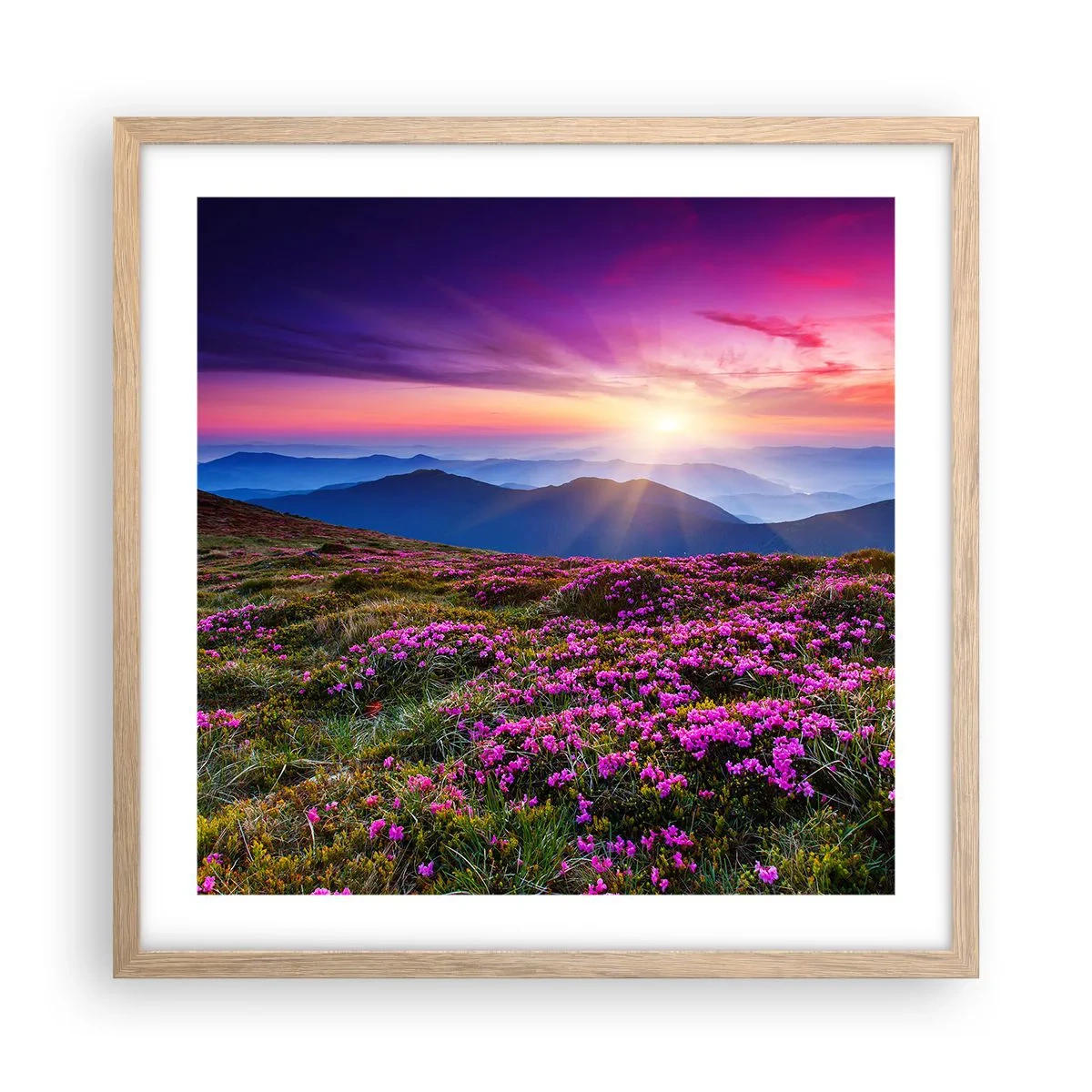 Poster in einem Rahmen aus heller Eiche - Kräuter dufteten nach frischen Trauben von den Feldern - 50x50 cm