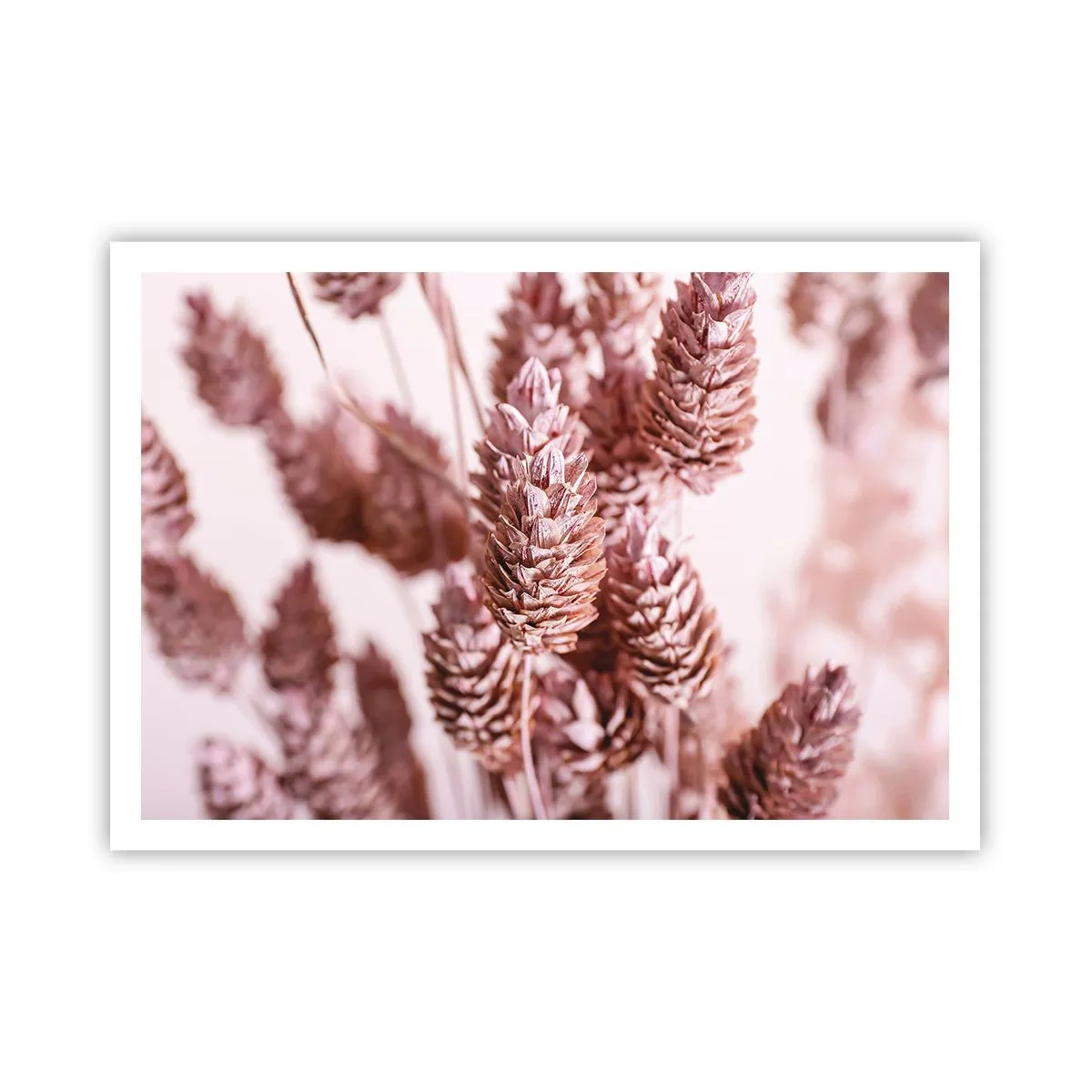 Poster - Eine Nahaufnahme der zarten rosa Ähren von Ziergräsern - 100x70cm - Scheinbar unauffällig - Moderne Wanddekoration für Wohnzimmer und Schlafzimmer ARTTOR