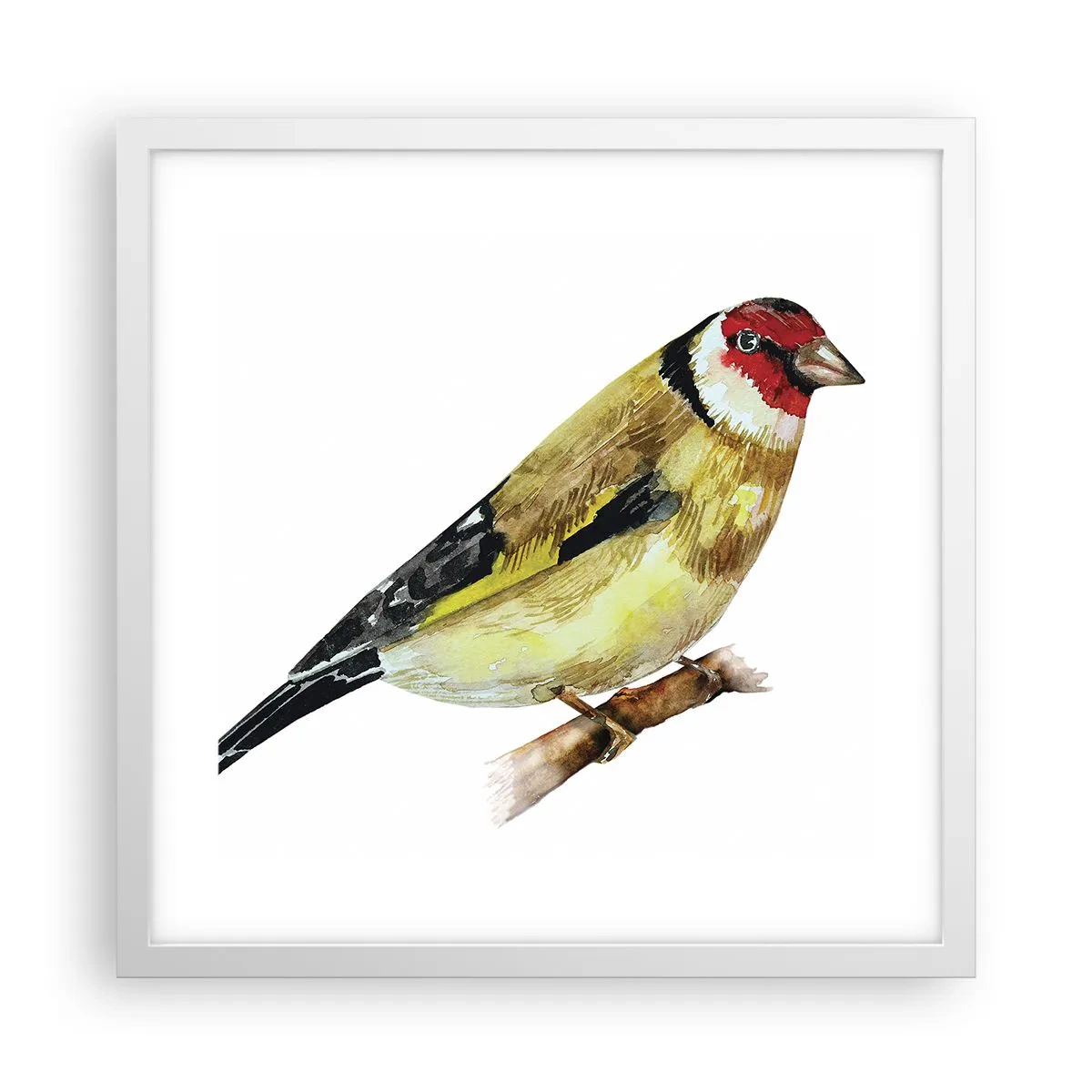 Poster in einem weißen Rahmen - Vogelporträt - 40x40 cm