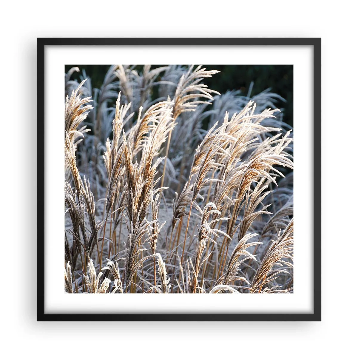 Poster in einem schwarzem Rahmen - Gekleidet mit Frost - 50x50 cm