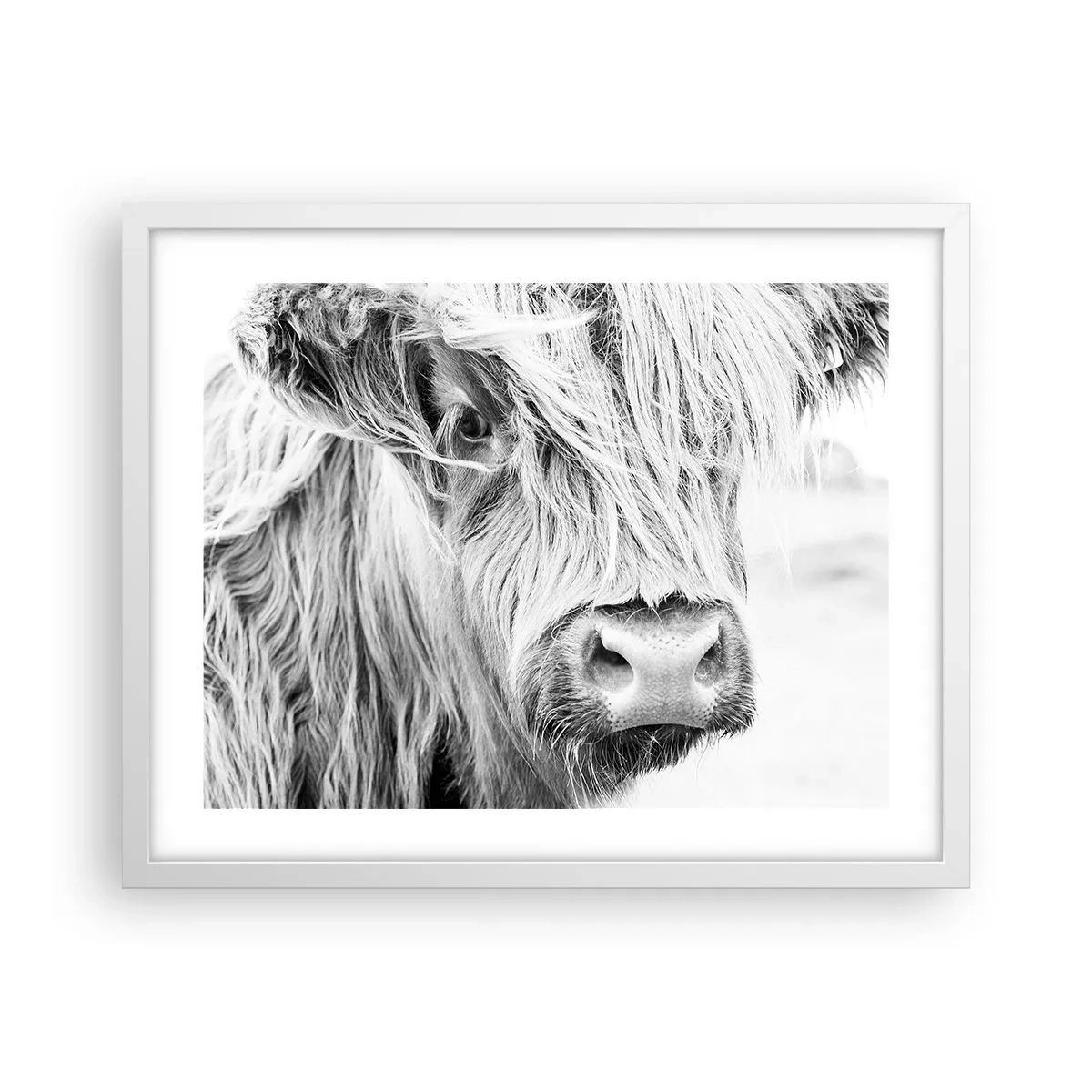 Poster in einem weißen Rahmen - Schottische Wildheit - 50x40 cm