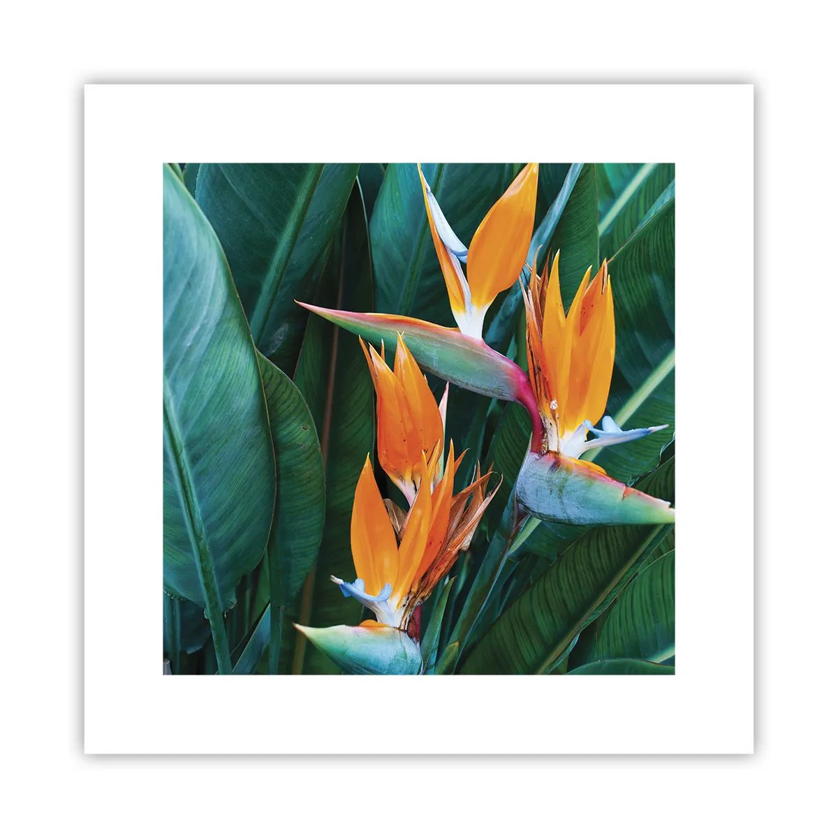 Poster - Ist es eine Blume oder ist es ein Vogel? - 30x30 cm