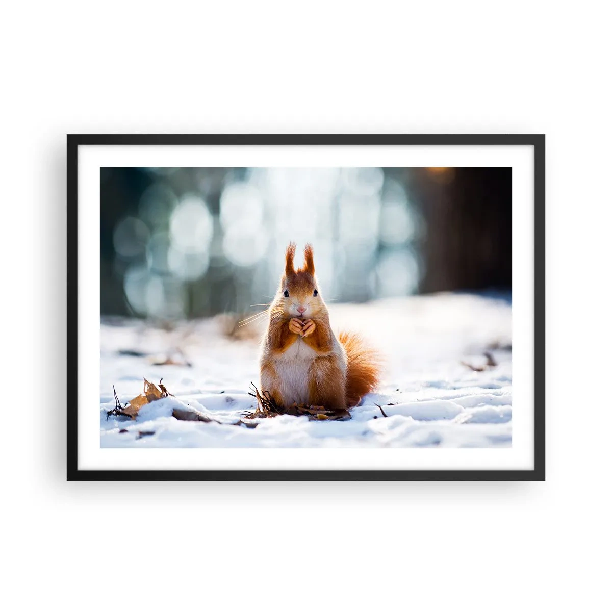 Poster in einem schwarzem Rahmen - Ein Eichhörnchen in einer Winterlandschaft - 70x50cm - Wo schaust du hin? - Moderne Wanddekoration für Wohnzimmer und Schlafzimmer ARTTOR
