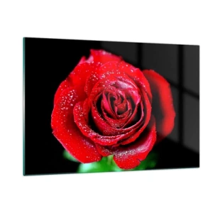 Glasbild - Bild auf glas - Eine rote Rose mit Tautropfen bedeckt auf dunklem Hintergrund - 120x80cm - Das ist Liebe - Moderne Wanddekoration für Wohnzimmer und Schlafzimmer ARTTOR