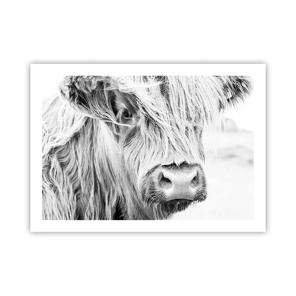 Poster - Schottische Wildheit - 70x50 cm