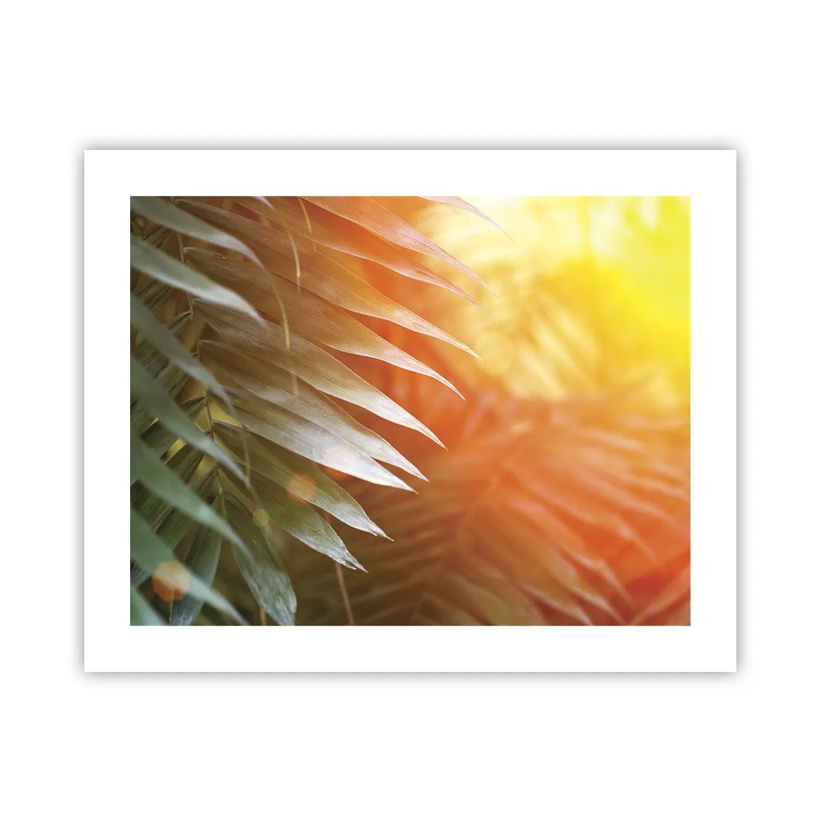 Poster - Morgen im Dschungel - 50x40 cm