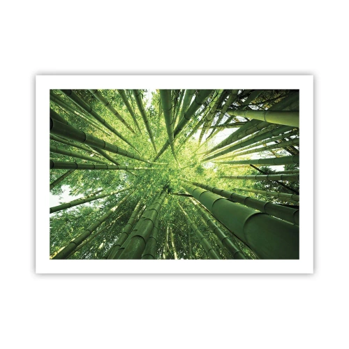 Poster - In einem Bambushain - 70x50 cm
