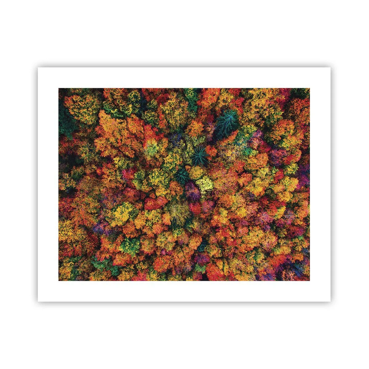 Poster - Blumenstrauß aus Herbstbäumen - 50x40 cm