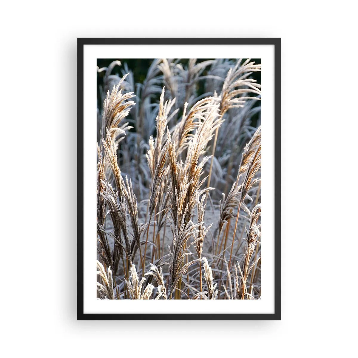 Poster in einem schwarzem Rahmen - Getrocknete Gräser mit Frost bedeckt in einer Winterlandschaft - 50x70cm - Gekleidet mit Frost - Moderne Wanddekoration für Wohnzimmer und Schlafzimmer ARTTOR