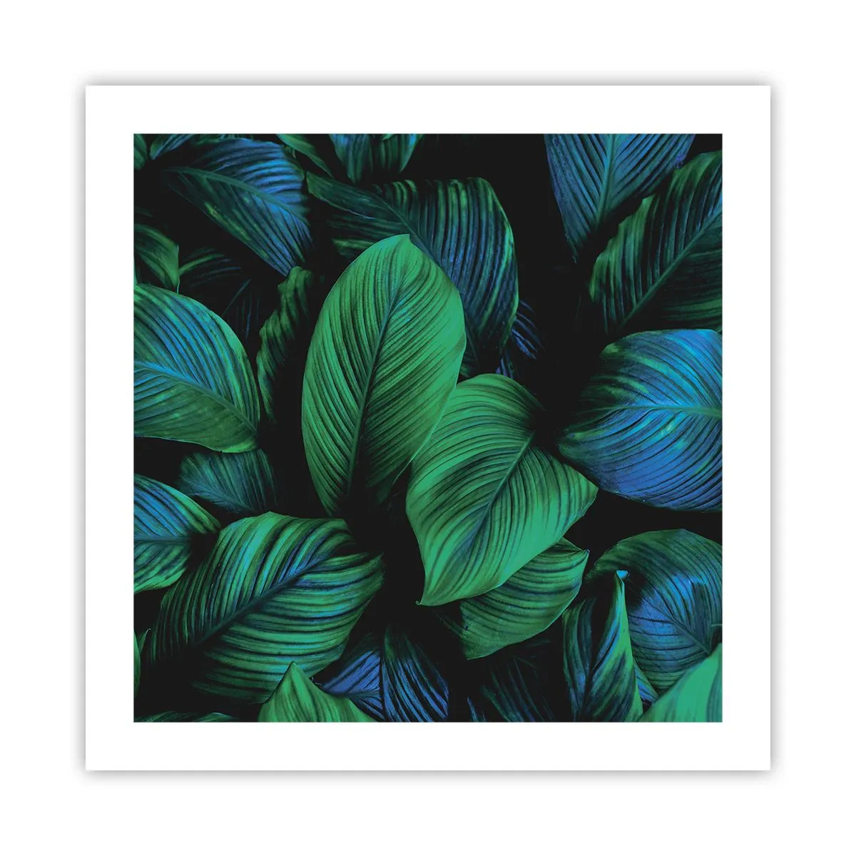 Poster - In der grünen Menge - 50x50 cm