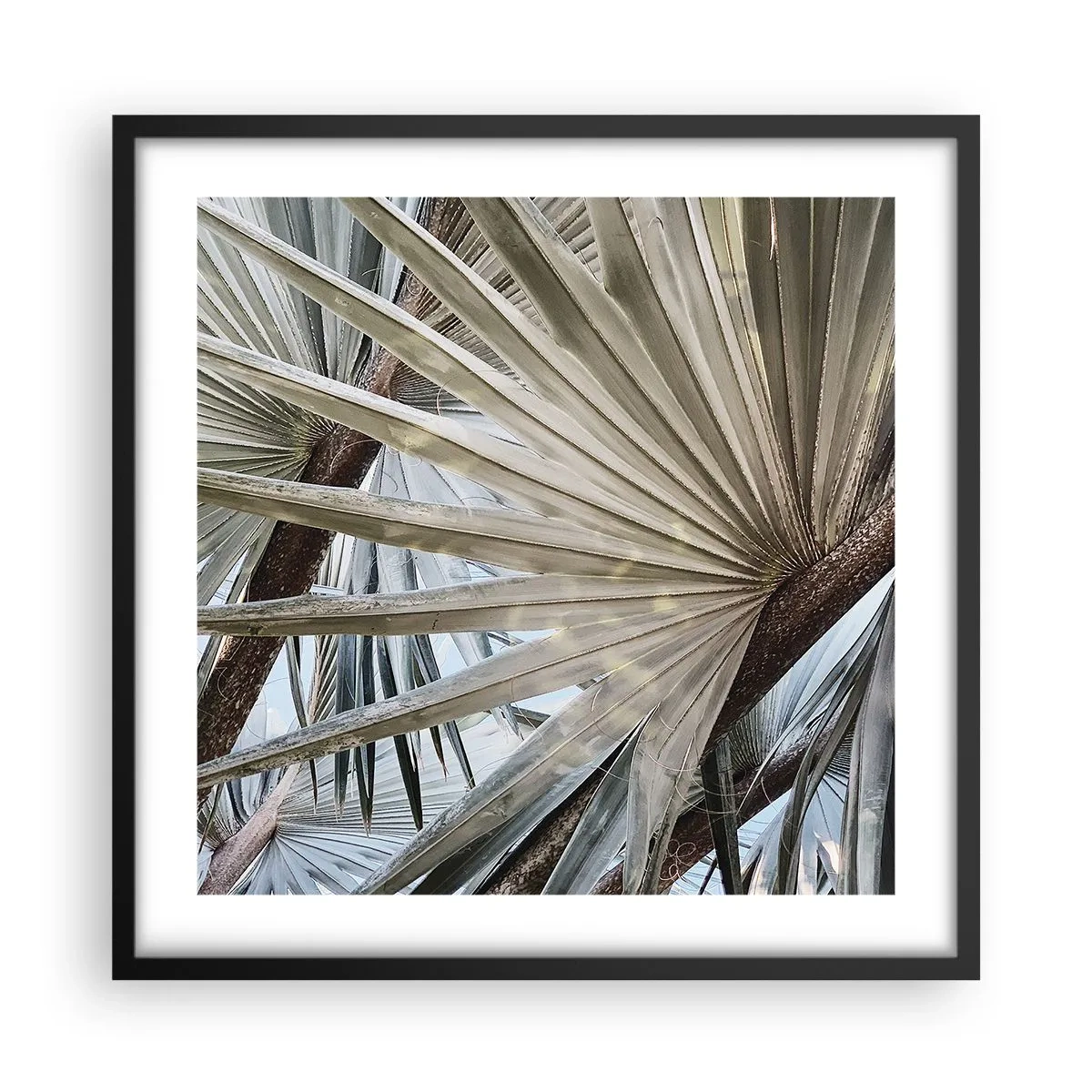 Poster in einem schwarzem Rahmen - Fans in den Tropen - 50x50 cm