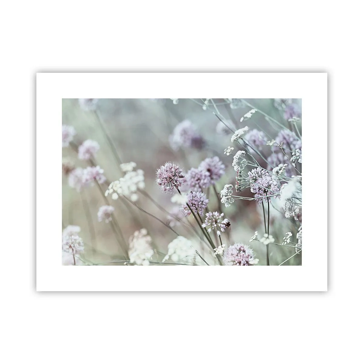 Poster - Süße filigrane Kräuter - 40x30 cm