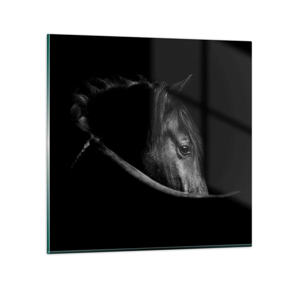 Glasbild - Bild auf glas - Schwarzer Prinz - 40x40 cm