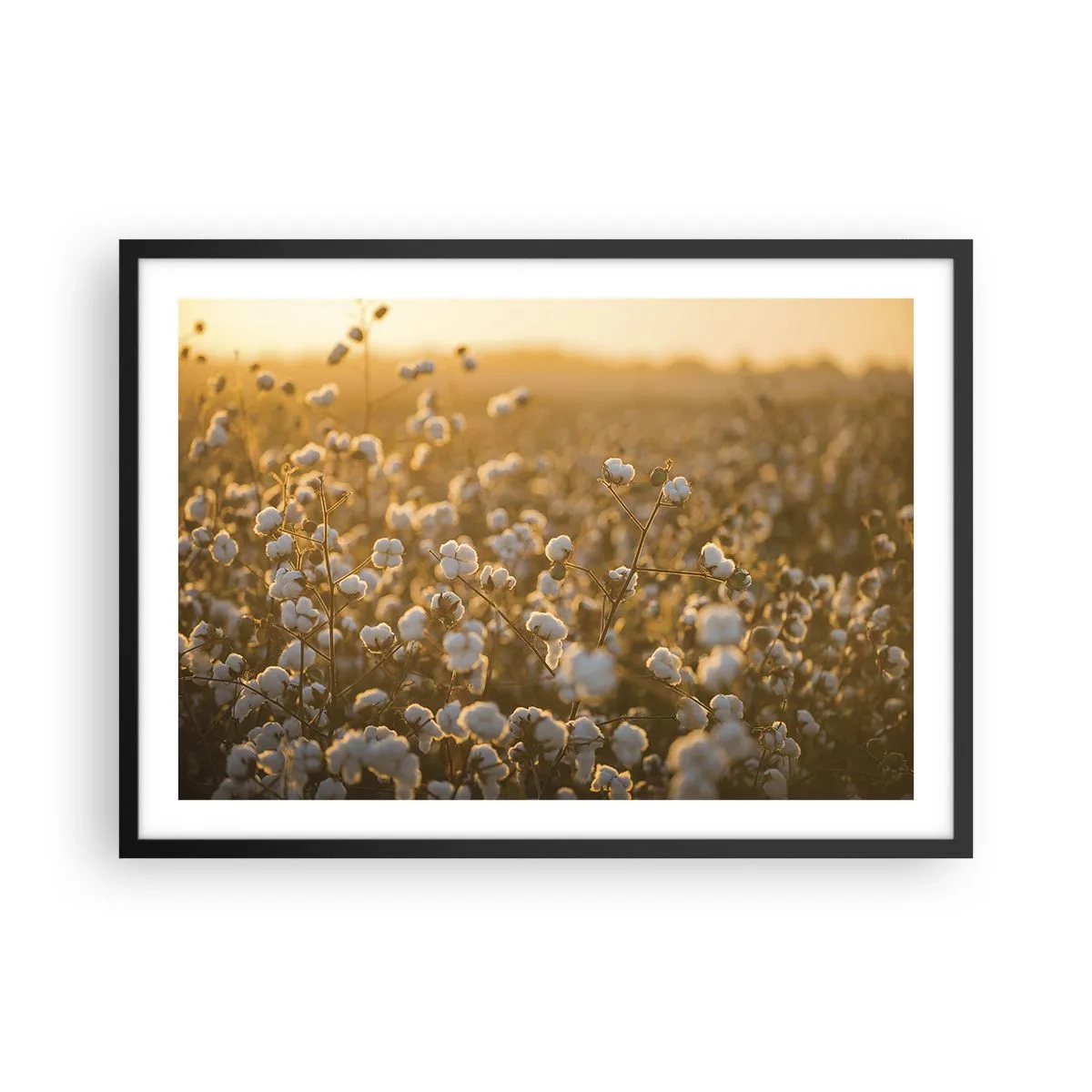 Poster in einem schwarzem Rahmen - Ein Baumwollfeld im warmen Licht der untergehenden Sonne - 70x50cm - Fluffiges Feld - Moderne Wanddekoration für Wohnzimmer und Schlafzimmer ARTTOR