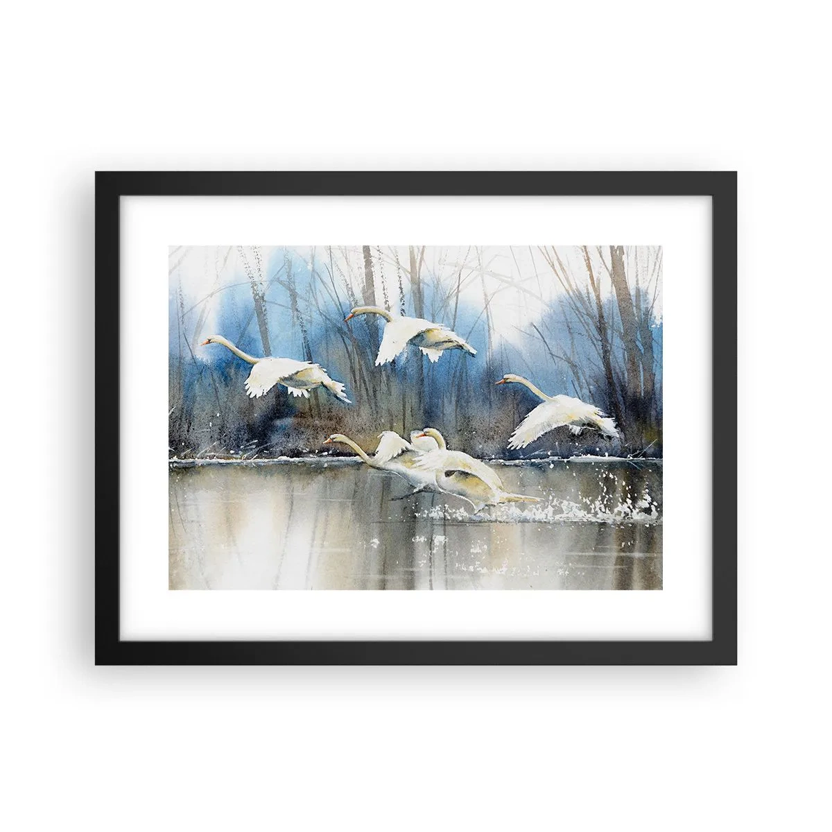 Poster in einem schwarzem Rahmen - Wie im Märchen von den wilden Schwänen - 40x30 cm