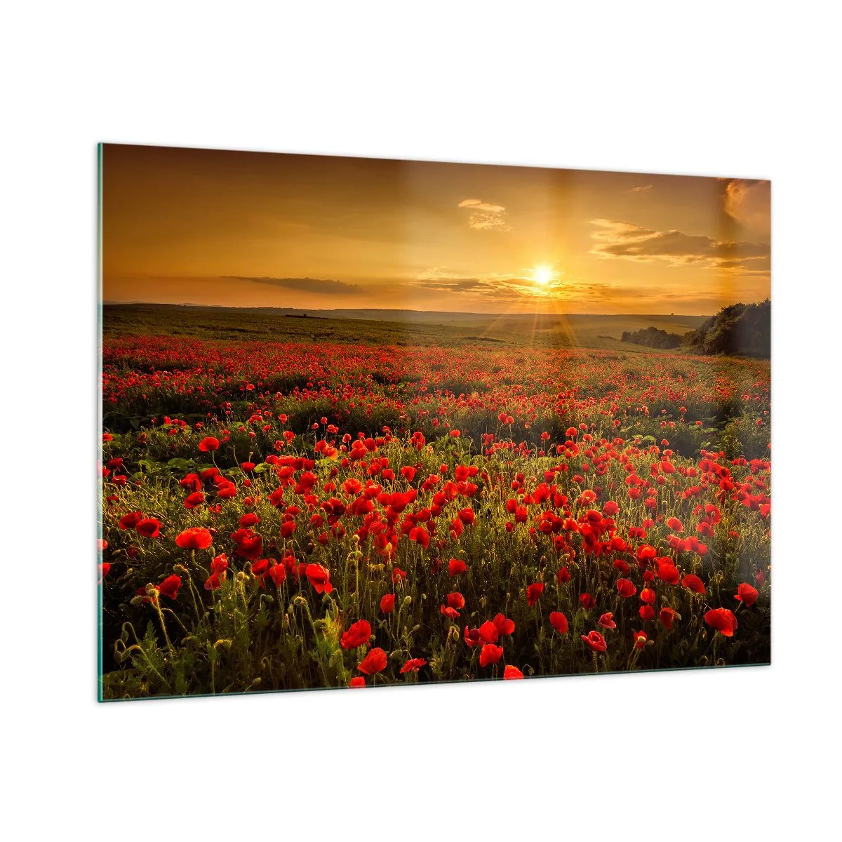 Glasbild - Bild auf glas - Ein Mohnfeld, beleuchtet von den Strahlen der untergehenden Sonne - 100x70cm - Unter den Wellen raschelnder Wiesen, unter den Blumen der Flut - Moderne Wanddekoration für Wohnzimmer und Schlafzimmer ARTTOR